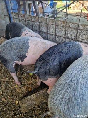 Vând porci - imagine 3