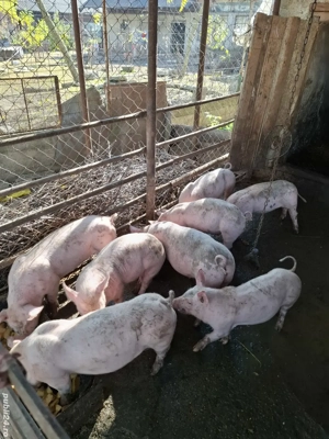 Vând purcei - imagine 5