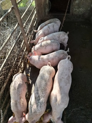 Vând purcei - imagine 2