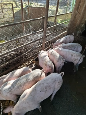 Vând purcei - imagine 4