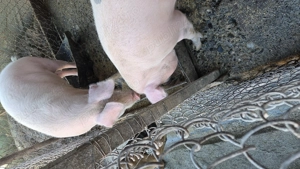 Porci de vânzare - imagine 3