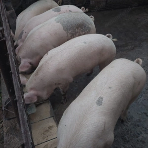 Vând porci de carne