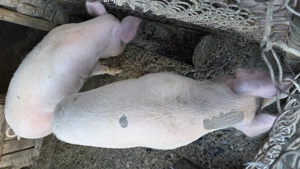 Porci de vânzare - imagine 4