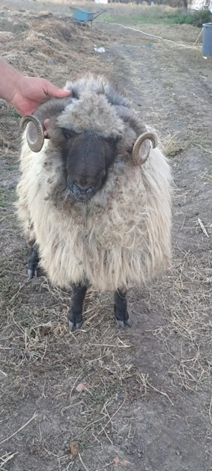 Vând berbec mior ... - imagine 2