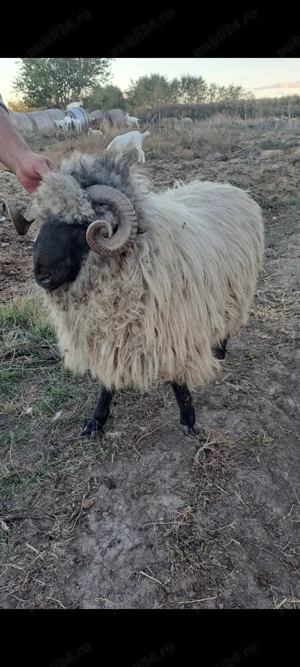 Vând berbec mior ... - imagine 3