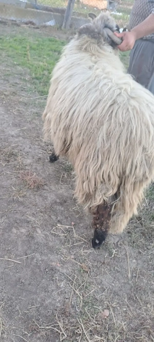 Vând berbec mior ... - imagine 4