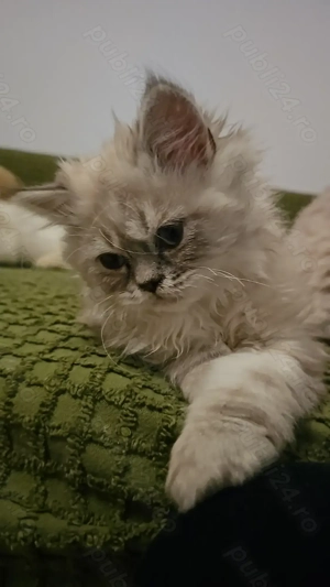 Pui pisic persan superb  - imagine 3