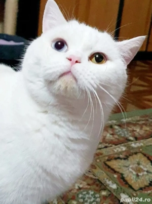 Pisica alba British Shorthair