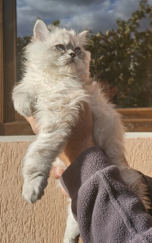 Pui pisic persan superb 