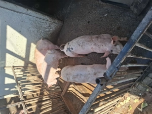 Purcei disponibili 50 60 kg in crestere