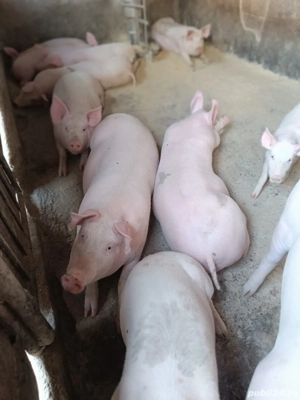 Porci de sacrificat - imagine 2