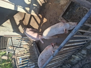 Purcei disponibili 50 60 kg in crestere - imagine 2