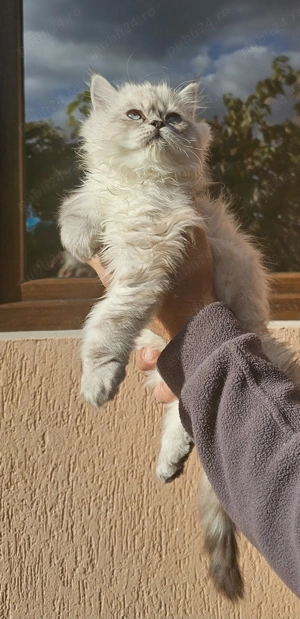 Pui pisic persan superb  - imagine 2