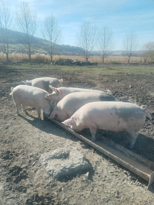 Porci Marele Alb între 130-180 kg