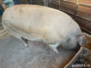 Porci de vanzare  - imagine 2