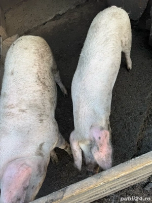 Porci de vanzare  - imagine 4