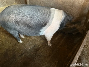 Porci de vanzare 