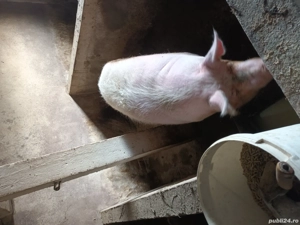 vand porci - imagine 3