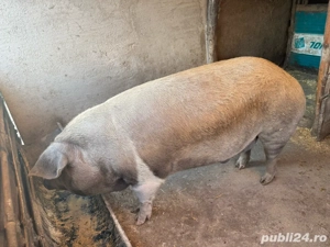 Porci de vanzare  - imagine 3