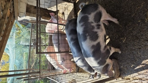 Vand porci - imagine 2