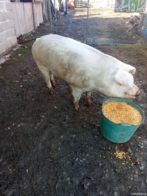 Vând porci  - imagine 5