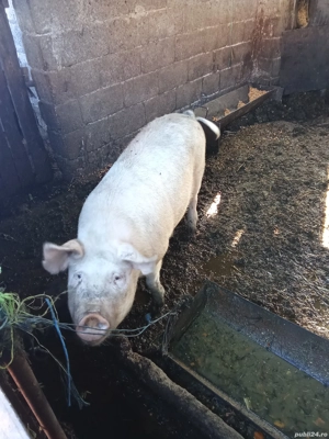 Vând porci  - imagine 2