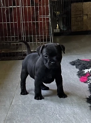 Staffordshire Bull Terrier femelă 