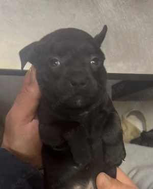 Staffordshire Bull Terrier femelă  - imagine 4