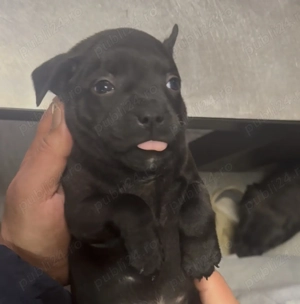 Staffordshire Bull Terrier femelă  - imagine 5