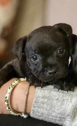 Staffordshire Bull Terrier femelă  - imagine 3
