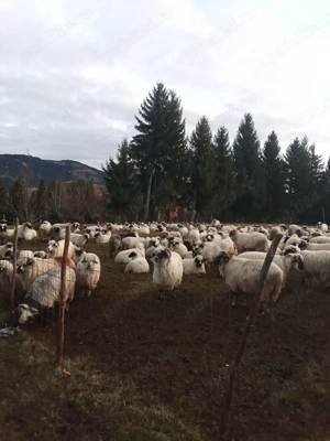 Vând 70 de oi turcane - imagine 2