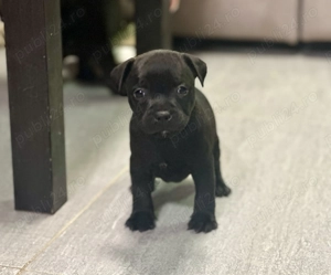 Staffordshire Bull Terrier femelă  - imagine 2