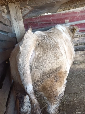 vand vițe  - imagine 3