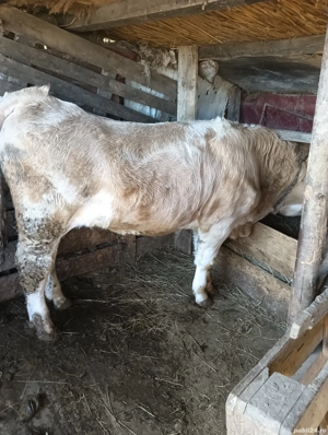 vand vițe  - imagine 4