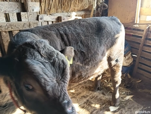 vand vițe  - imagine 2