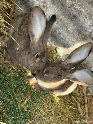 Iepurasi Urias German  - imagine 3