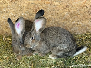 Iepurasi Urias German  - imagine 2