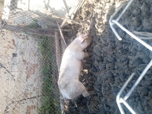 Vând porc, 60kg mascul, pentru mai multe informații sunati la nr de telefon   - imagine 3