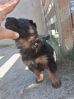 Pui ciobanesc-german