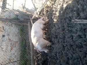 Vând porc, 60kg mascul, pentru mai multe informații sunati la nr de telefon   - imagine 2