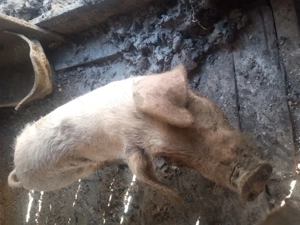 Vând porc, 60kg mascul, pentru mai multe informații sunati la nr de telefon  