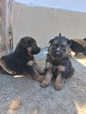 Pui ciobanesc-german - imagine 2