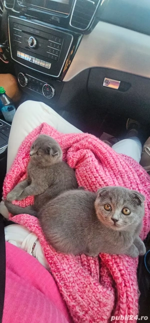 pisicute scottish fold,asigur transport!