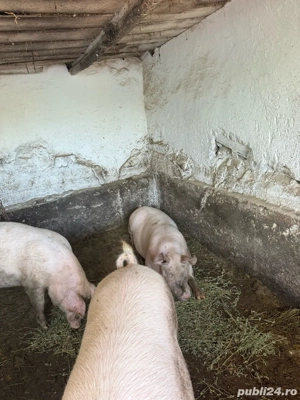 Vand porci din marele alb greutate 160 240 kg. - imagine 2