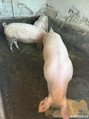Vand porci din marele alb greutate 160 240 kg. - imagine 3