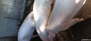 porci de 90kg 140kg  - imagine 4