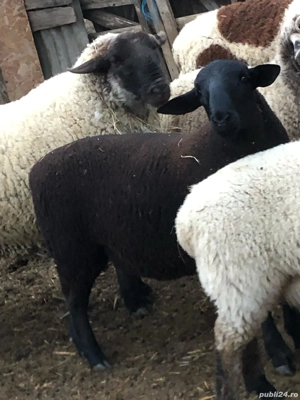 Berbecuți  - imagine 3