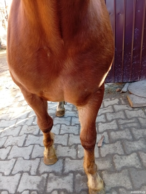 Mînz de vînzare in vârsta de 9 lunii 