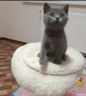 Albastru rusia,rasa hipoalergenica!