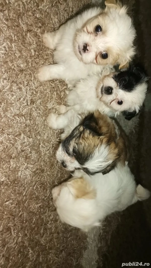 cătei bichon - imagine 2